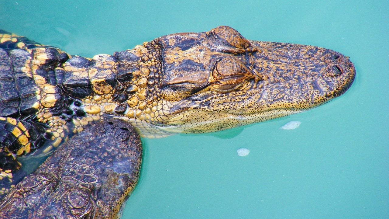 alligator, reptile, swamp-199359.jpg